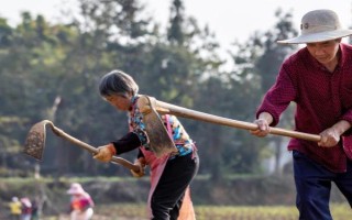 種麥的最佳溫度，冬性小麥的適宜播種溫度為16-18°C