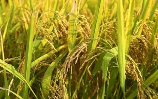 源兩優(yōu)1568水稻種子特點，全生育期138.0天