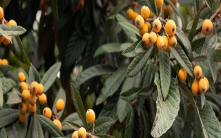陽光不足的地方適合種什么果樹，適合種枇杷樹、石榴樹等