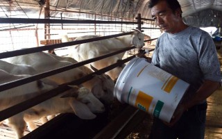 養(yǎng)殖戶對于飼料成本與飼養(yǎng)成本的誤區(qū)，飼料成本越低越好是一種錯誤的想法