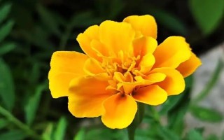 萬(wàn)壽菊的形態(tài)特征，株高在150厘米左右