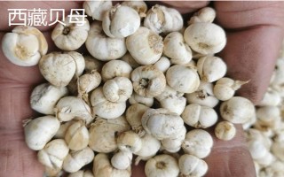 西藏那曲市的特產(chǎn)，酥油是藏族人不可缺少的食品