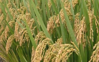 岡香707水稻種子介紹，該品種屬秈型三系雜交水稻