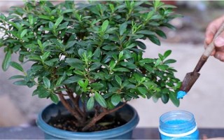 杜鵑花的家庭養(yǎng)法，春秋季通常2-3天可澆1次水