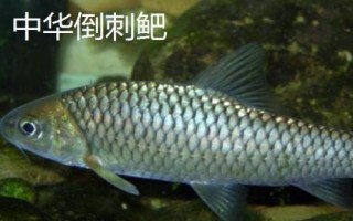 中華倒刺鲃與光倒刺鲃?dòng)惺裁磪^(qū)別，中華倒刺鲃的體態(tài)近似鯉魚(yú)