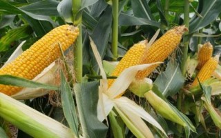 圳甜6號玉米種子介紹，春植生育期78天