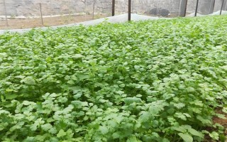哪些蔬菜可以在6月份種植，適合選擇黃瓜、番茄、豇豆等品種
