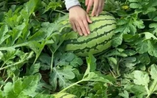 懶漢西瓜如何種植，種植前需浸種