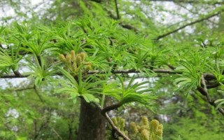 金錢松的養(yǎng)殖注意事項(xiàng)，要每隔2-3年換1次盆
