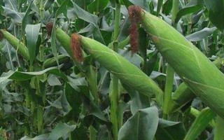 登海662玉米種子介紹，夏播生育期100天