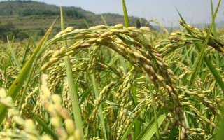 榮優(yōu)1179水稻種子介紹，注意防治白葉枯病