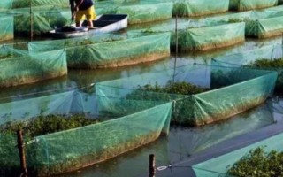 養(yǎng)殖黃鱔的要點，每隔5-7天要換1次水