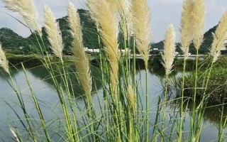 蘆葦?shù)纳L季節(jié)，生長旺盛期為每年4月上旬至7月下旬