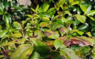 四季茶花好不好養(yǎng)，是比較好養(yǎng)活的花卉
