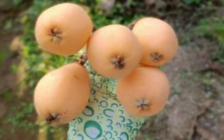受歡迎的枇杷品種，有大五星枇杷、早鐘六號(hào)枇杷等
