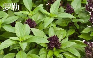 羅勒和荊芥的區(qū)別，葉片、味道和葉柄均不同