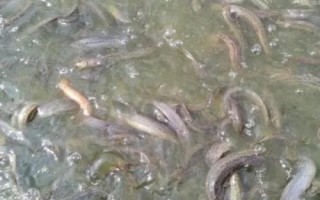 怎么快速培育泥鰍苗種，投放前要蓄水施肥、放苗后要提供充足的食物