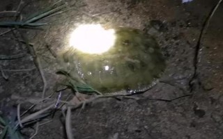 甲魚夜間的活動規(guī)律，夜間活動較為頻繁