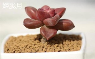 姬朧月和朧月有什么區(qū)別，前者是草本植物、后者是常綠灌木