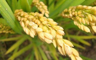 甬優(yōu)12水稻種子特征特性，兩年平均全生育期154.1天