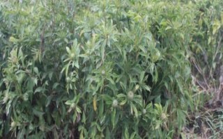 種植白術(shù)怎么管理，整個生育期要中耕除草3-4次