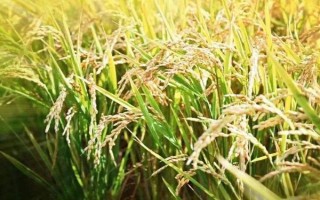 亞兩優(yōu)598水稻種子簡介，每畝有效穗數(shù)16.1萬穗