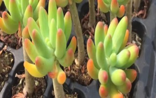 八千代的養(yǎng)殖方法，生長期間每個月追施一次肥料