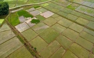 基本農(nóng)田和一般耕地的意思，前者是指被總體規(guī)劃不得占用的耕地、后者是指經(jīng)常耕耘的土地
