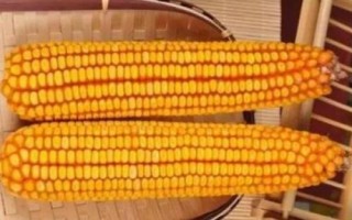 國欣糯一號玉米種子簡介，中抗大斑病