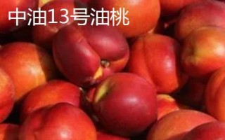中油16號油桃的價格，具體售價因地而異