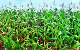 忻抗14號玉米種子特點，在試驗3000株/畝密度下
