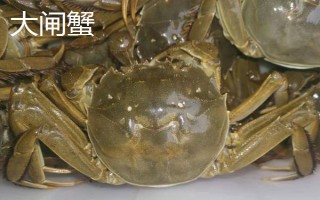 膏蟹和大閘蟹哪個(gè)更好吃，兩個(gè)各有千秋