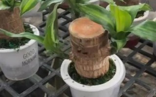 盆栽巴西木要注意什么，早春要更換盆土