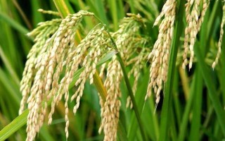 文稻19號（試驗名稱：文稻19號）水稻種子簡介，全生育期157.7天