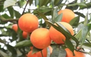 柑橘褐腐病怎么防治，禁止從疫區(qū)引進苗木和接穗