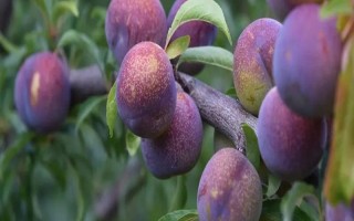 綠色的李子品種，常見的有蜂糖李、脫骨李等