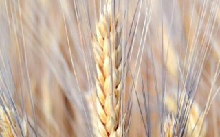 農(nóng)麥55小麥品種簡介，每畝有效穗38.0萬