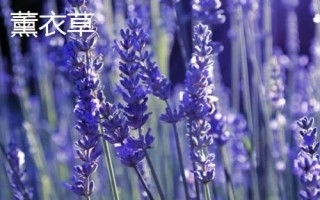薰衣草和馬鞭草的區(qū)別，薰衣草的花序呈輪傘狀