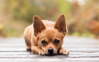 狗狗一直流眼淚的原因及處理方法，可能是有炎癥或上火所致