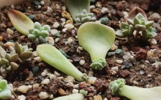 多肉的花劍怎么扦插，把花劍剪下來晾干傷口再插入土壤中