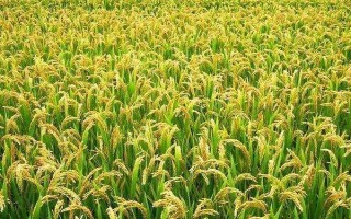 綠達(dá)9320水稻品種的特性，每畝有效穗數(shù)23.6萬(wàn)