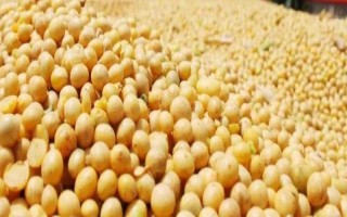 嫩奧6號大豆種子特點，8月上旬防治食心蟲