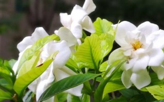 梔子花冬季是否會落葉，冬天落葉是正常情況