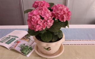 如何讓繡球花多開花，將溫度保持在20℃可促進花朵開放