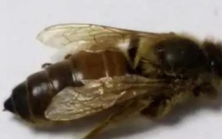 蜜蜂爬蜂病的種類和治療方法，包括蜜蜂螺原體病、蜜蜂孢子蟲病等類型