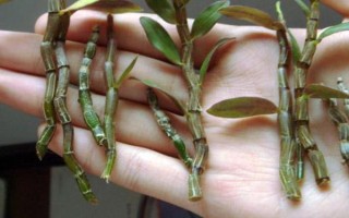 怎么養(yǎng)石斛，水分要一次性的給飽