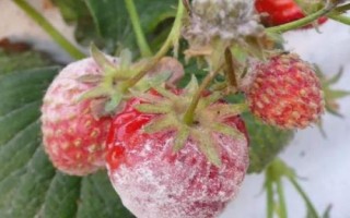 怎么治療草莓白粉病，發(fā)病后可噴施醚菌酯等藥劑