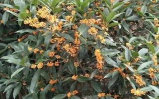 桂花怎么快速繁殖，通常采用播種繁殖、嫁接繁殖、扦插繁殖、壓條繁殖