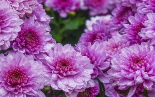 紫色菊花有什么花語，代表神秘、愛情、浪漫