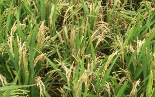 荃優(yōu)W8水稻品種的特性，適宜播種期為4月底～5月中旬